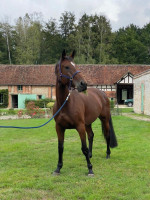 Vente de cheval : Feline d'Armanville